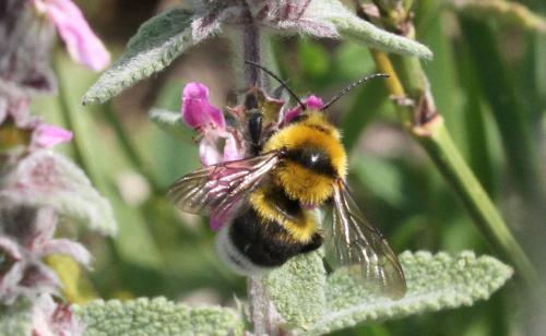 Réf. 296 030 : Bombus argillaceus